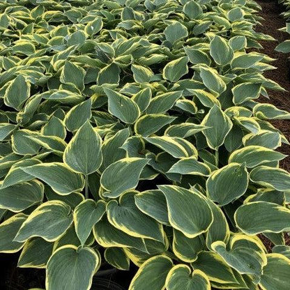 Hosta 'First Frost'  - First Frost Hosta