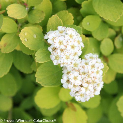 Spiraea betulifolia 'Tor Gold'   - Glow Girl® Birchleaf Spirea
