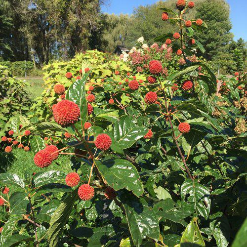 Cephalanthus occidentalis 'SMCOSS'  - Sugar Shack® Buttonbush