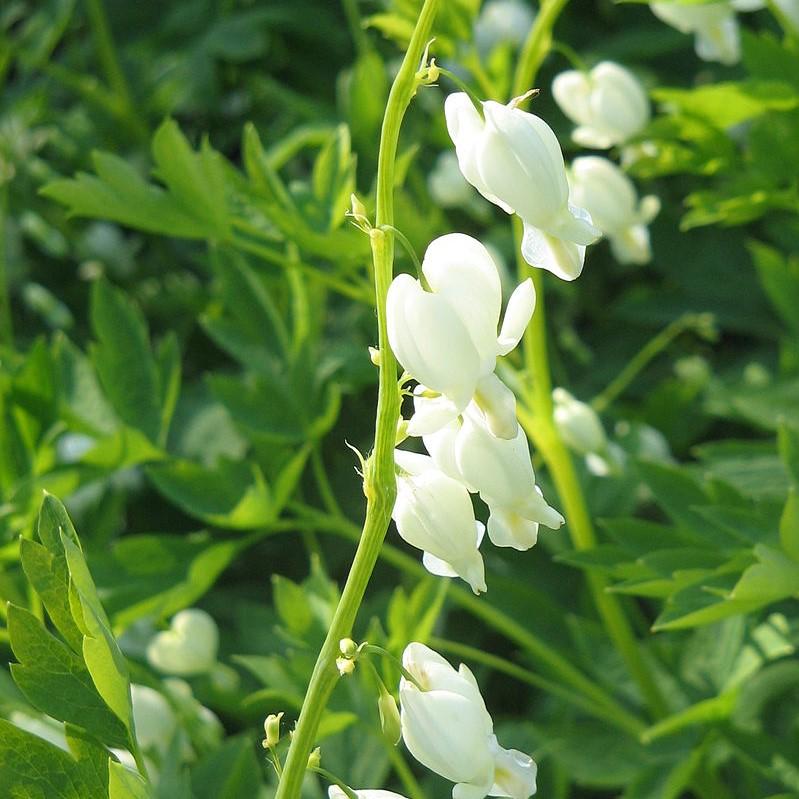Dicentra spectablis 'Alba'  - White Bleeding Heart