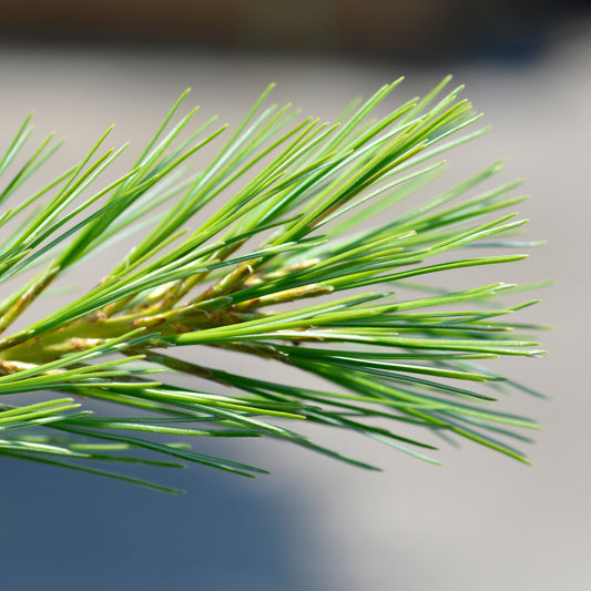 Pinus strobus 'Blue Shag'  - Blue Shag White Pine