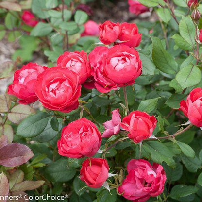 Rosa 'Meipeporia'  - OSO Easy® Double Red Rose