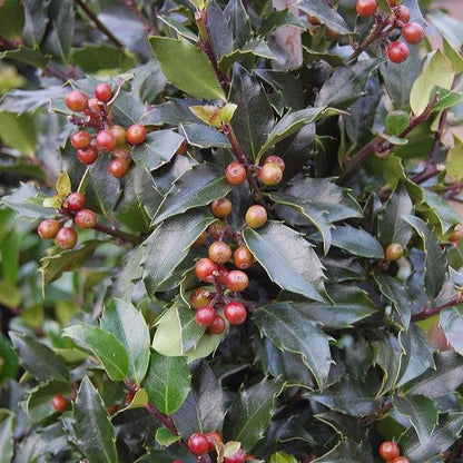 Ilex x meserveae 'Blue Maid'  - Blue Maid Holly