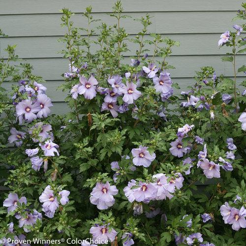Hibiscus syriacus 'DVPazurri'  - Azurri Blue Satin® Rose of Sharon