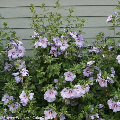 Hibiscus syriacus 'DVPazurri'  - Azurri Blue Satin® Rose of Sharon