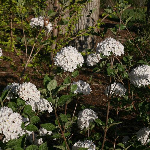 Viburnum carlesii 'SMVCB'  - Spice Baby™ Koreanspice Viburnum