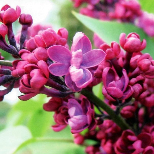 Syringa 'Bailbridget'  - First Editions® Virtual Violet® Lilac