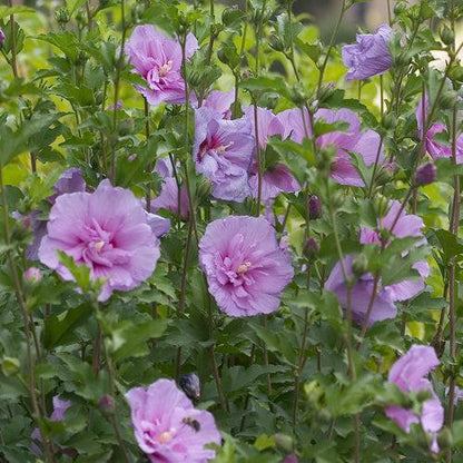 Hibiscus syriacus 'Notwoodone'  - Lavender Chiffon® Rose of Sharon