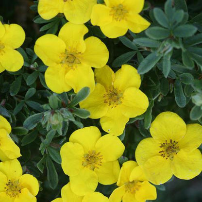 Potentilla fruticosa 'Lundy'  - PW® Happy Face® Yellow Potentilla