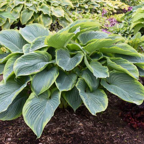Hosta 'Wu-La-La' PP31,309  - PW® Shadowland® Wu-La-La Hosta