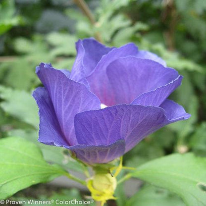 Hibiscus syriacus 'DVPazurri'  - Azurri Blue Satin® Rose of Sharon