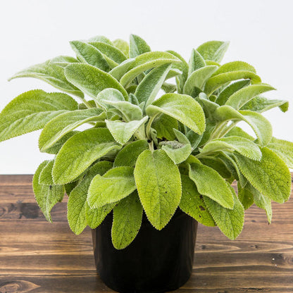 Stachys byzantina 'Helene von Stein'  - Giant Lamb's Ear