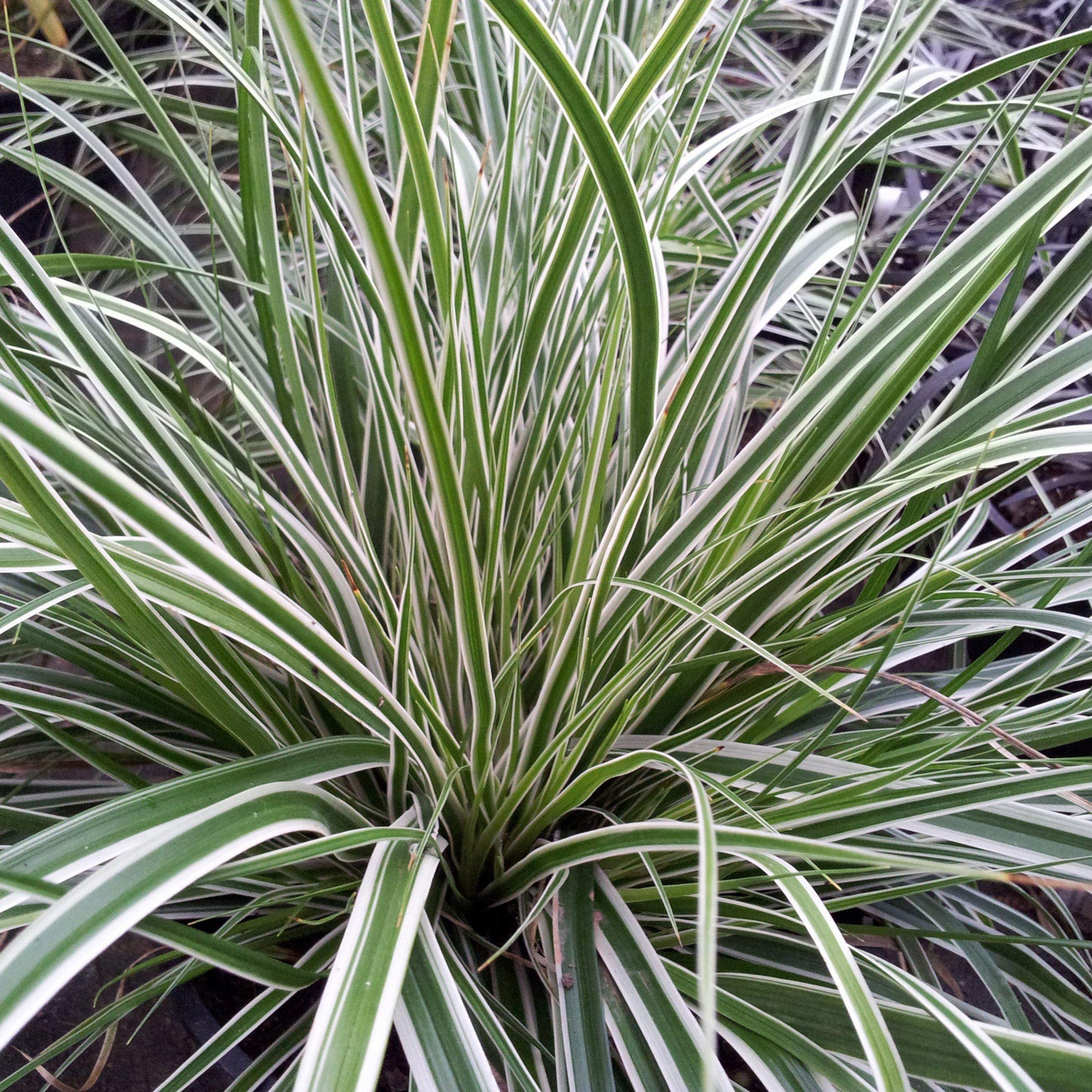 Carex oshimensis 'CarFit01'  - Evercolor® Everest Variegated Sedge