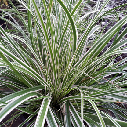 Carex oshimensis 'CarFit01'  - Evercolor® Everest Variegated Sedge