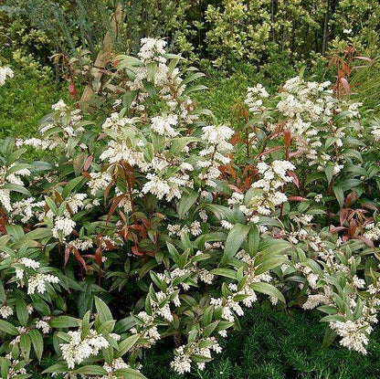 Leucothoe axillaris  - Coastal Leucothoe
