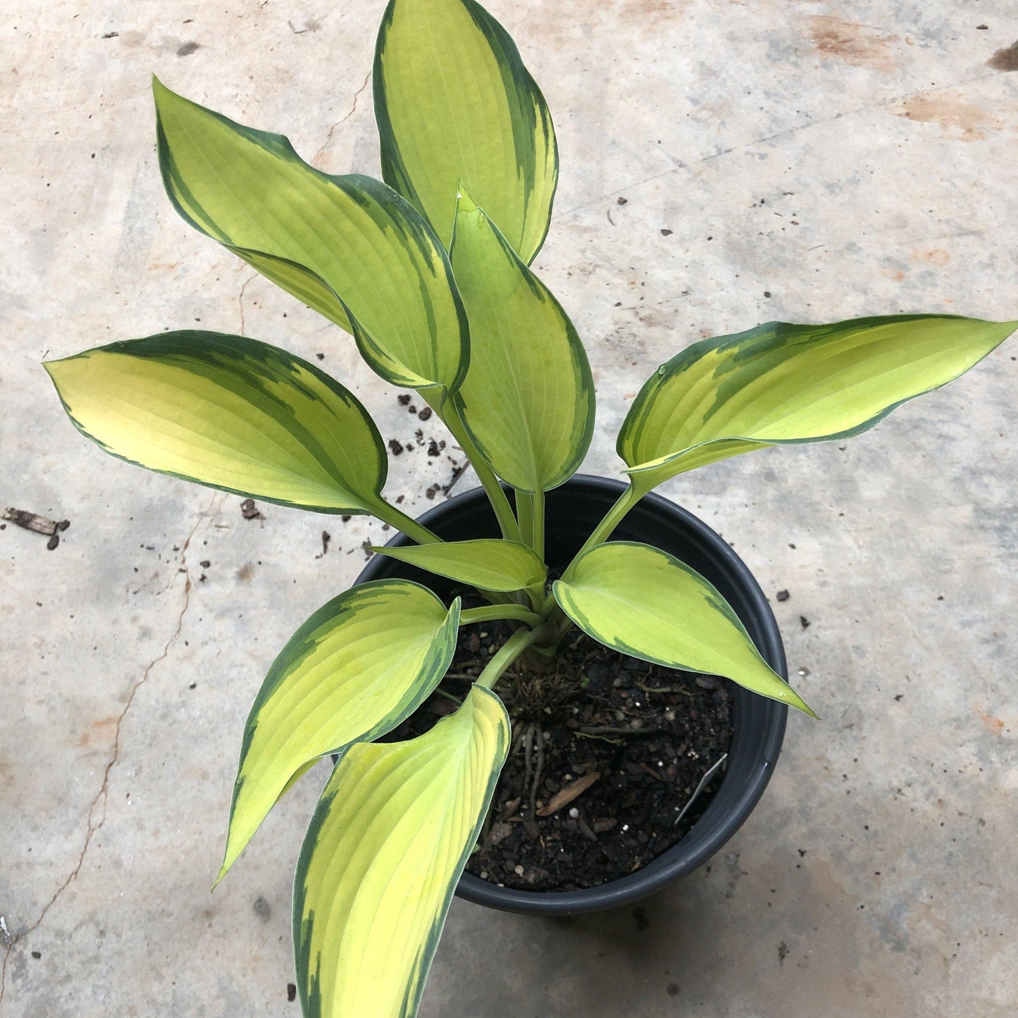 Hosta 'June'  - June Hosta