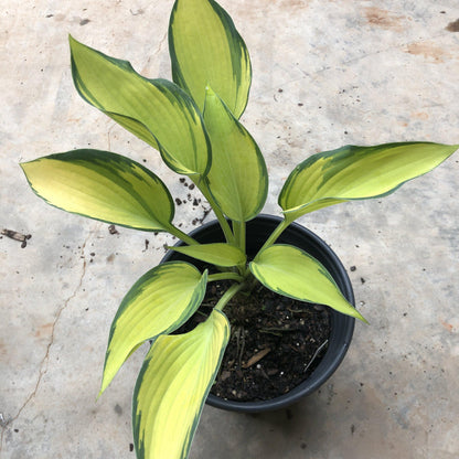 Hosta 'June'  - June Hosta