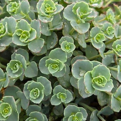 Sedum sieboldii  - October Daphne Stonecrop