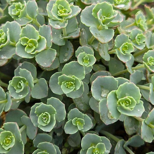 Sedum sieboldii  - October Daphne Stonecrop