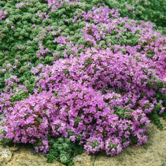 Thymus pseudolanuginosus  - Woolly Thyme