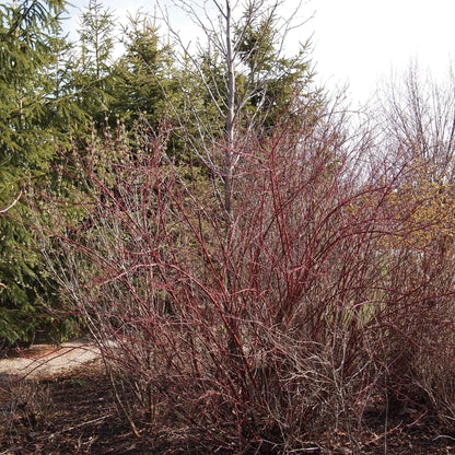 Cornus sericea 'Baileyi'  - Bailey Red Twig Dogwood