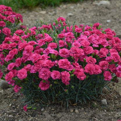 Dianthus 'Raspberry Ruffles'  - Fruit Punch® Raspberry Ruffles Dianthus