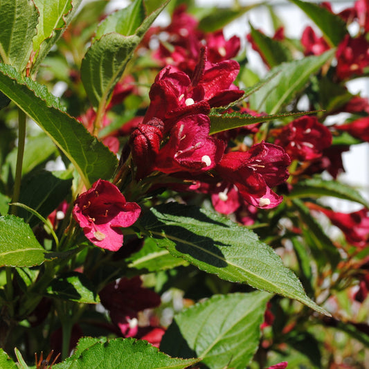 Weigela x 'Slingco 2'  - Bloomin' Easy® Maroon Swoon® Weigela