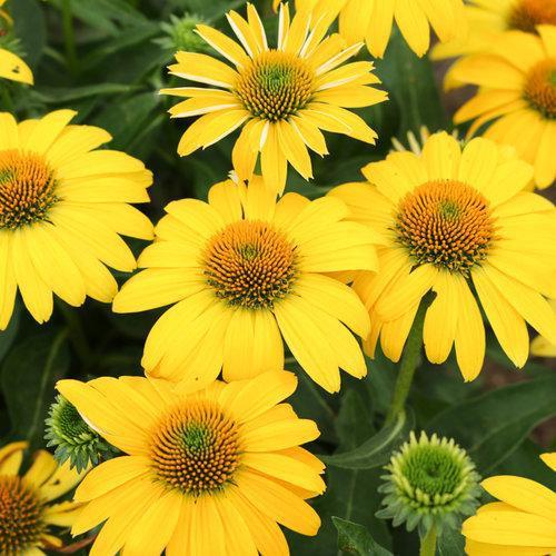 Echinacea x 'Balsomemyim'  - Sombrero® Lemon Yellow Improved Coneflower