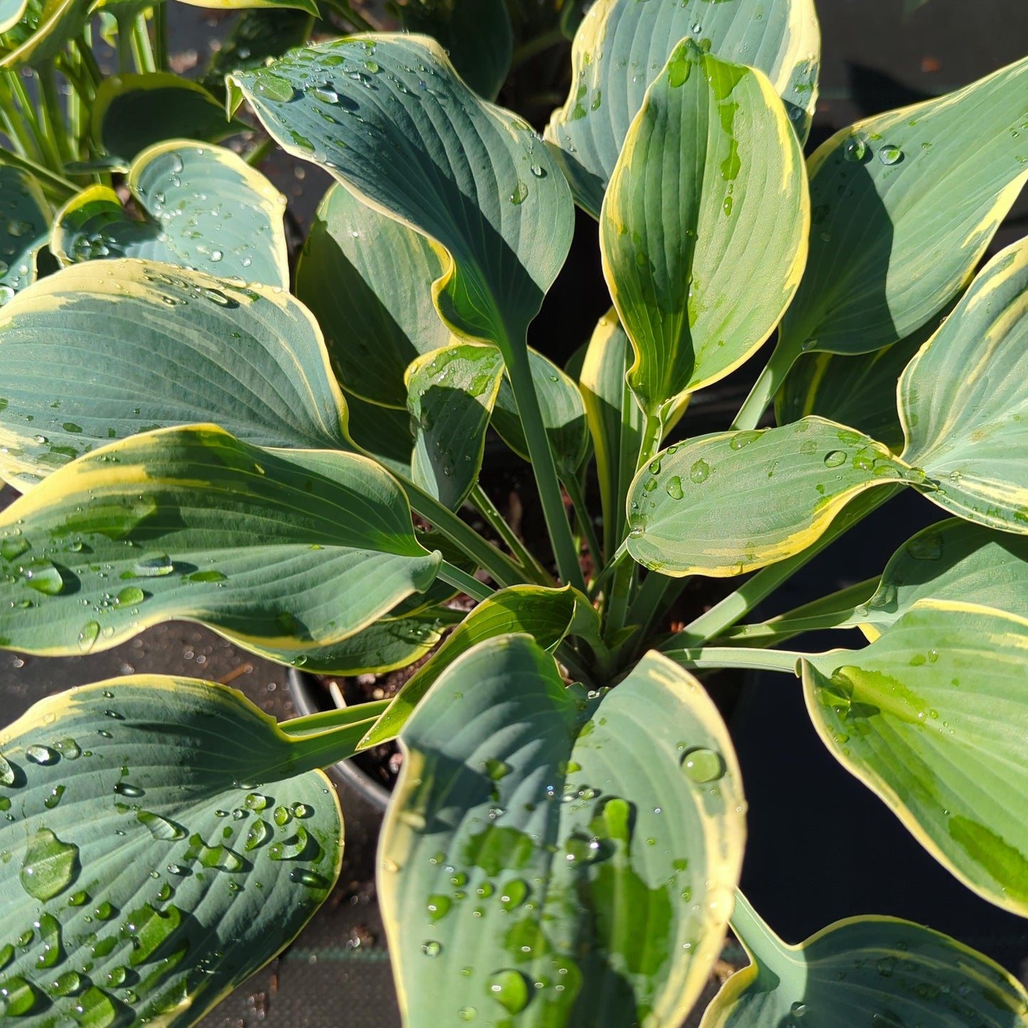 Hosta 'First Frost'  - First Frost Hosta