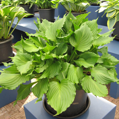 Hosta 'Dancing Queen'  - Dancing Queen Hosta