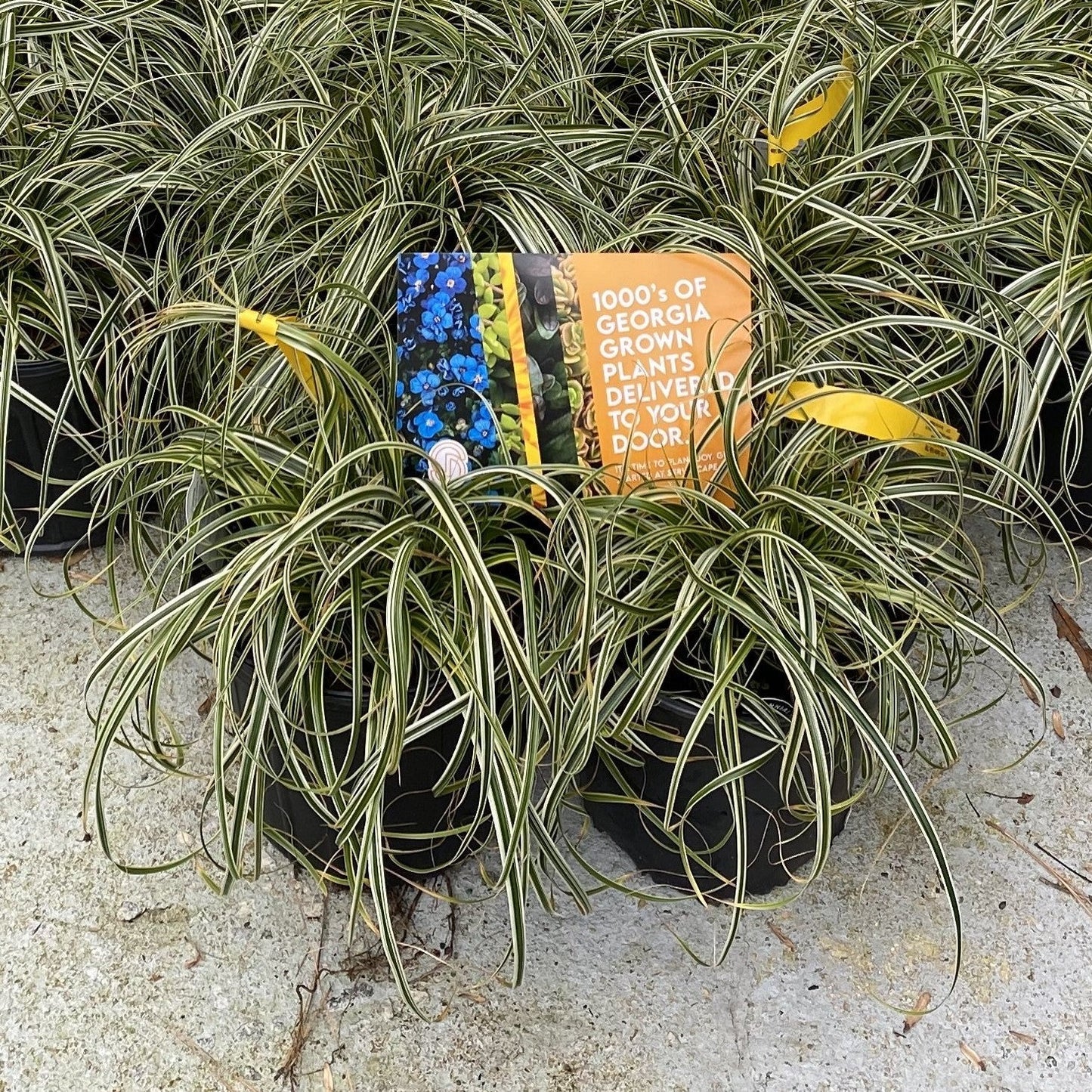 Carex oshimensis 'Feather Falls'  - Feather Falls Sedge