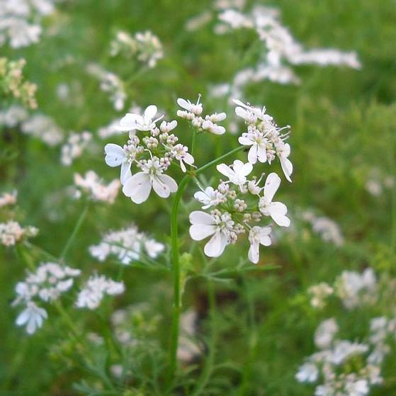 Coriandrum sativum  - Cilantro, Coriander