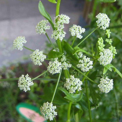 Petroselinum hortensis  - Triple Curled Parsley