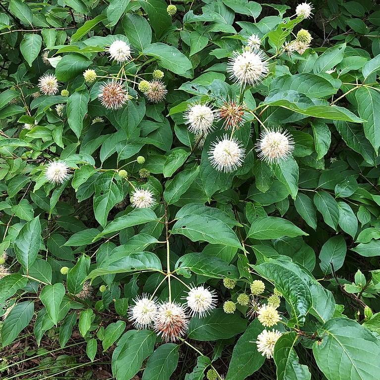 Cephalanthus occidentalis 'Fiber Optics'  - First Editions® Fiber Optics Cephalanthus