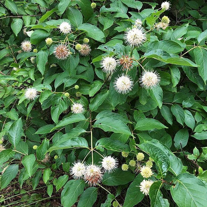 Cephalanthus occidentalis 'Fiber Optics'  - First Editions® Fiber Optics Cephalanthus