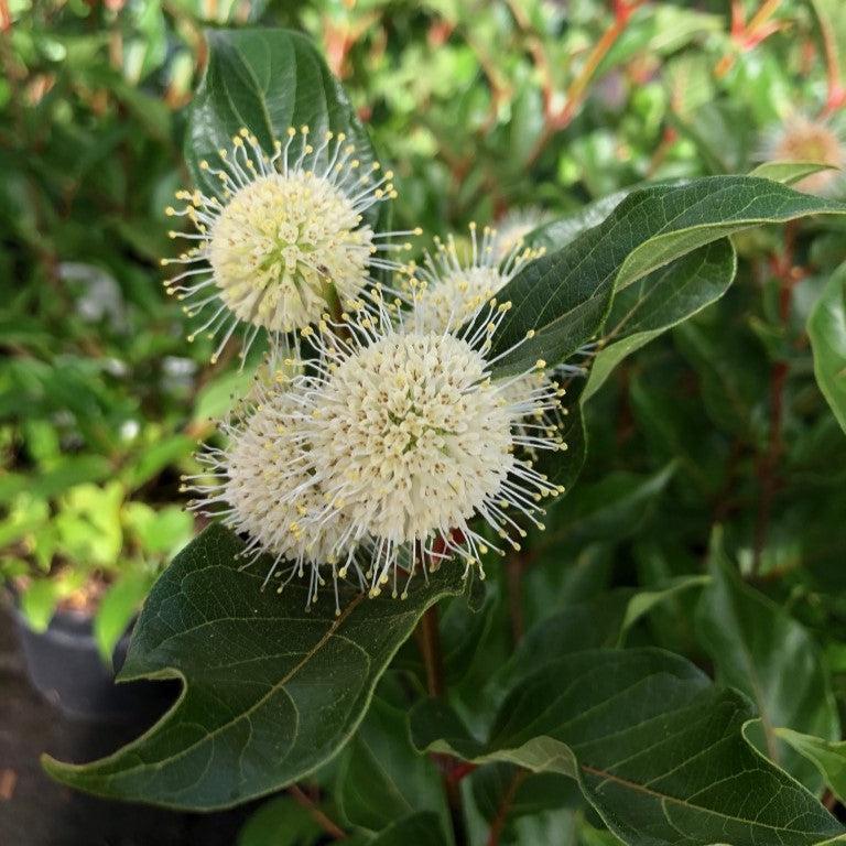 Cephalanthus occidentalis 'Kolmoon'  - Magical® Moonlight Buttonbush