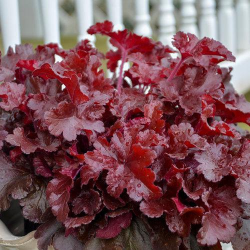 Heuchera 'Cherry Truffles'  - Dolce® Cherry Truffles Heuchera