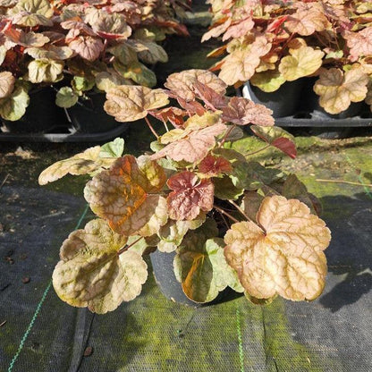 Heuchera 'Apricot'  - Apricot Coral Bells