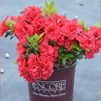 Rhododendron ‘Roblez’  - Encore® Autumn Fire™ Azalea