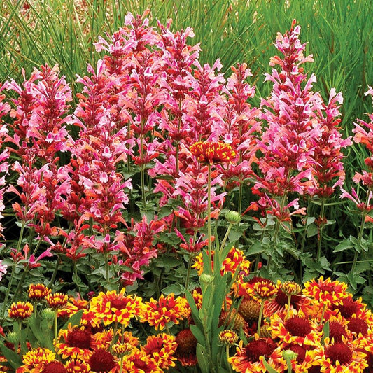 Agastache 'Kudos Ambrosia'  -  Kudos™ Ambrosia Hummingbird Mint, Hyssop