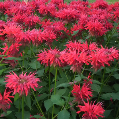 Monarda 'Cherry Pops'  - Sugar Buzz® 'Cherry Pops' Bee Balm