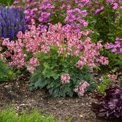 Dicentra 'Pink Diamonds'  - Pink Diamonds Bleeding Heart
