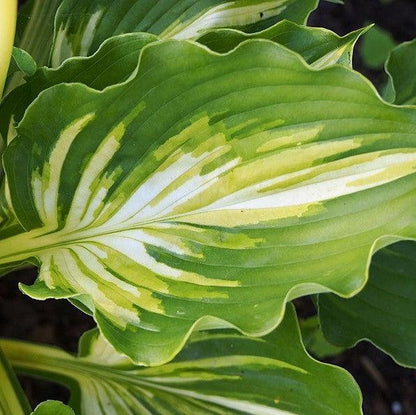 Hosta 'Lakeside Paisley Print'  - Lakeside Paisley Print Hosta