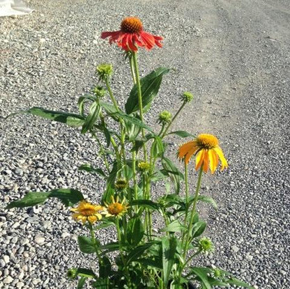 Echinacea x 'Cheyenne Spirit'  - Cheyenne Spirit Echinacea, Coneflower