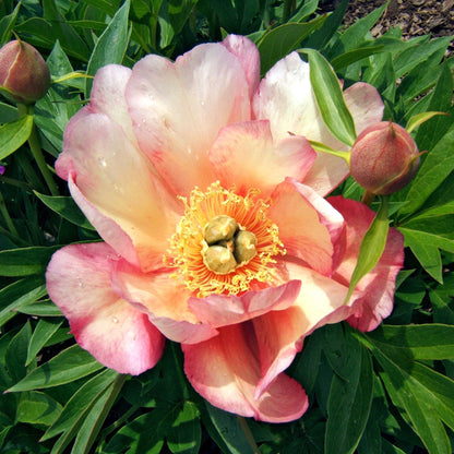 Paeonia 'Julia Rose'  - Julia Rose Itoh Peony