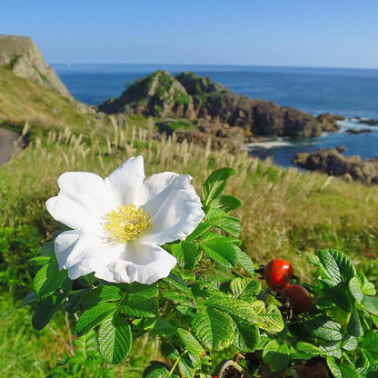 Rosa rugosa 'Alba'  - White Rugosa Rose