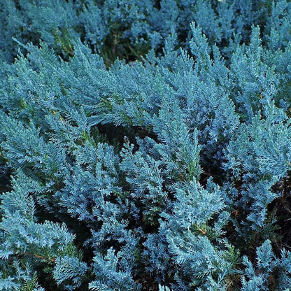 Juniperus horizontalis 'Blue Chip'  - Blue Chip Juniper