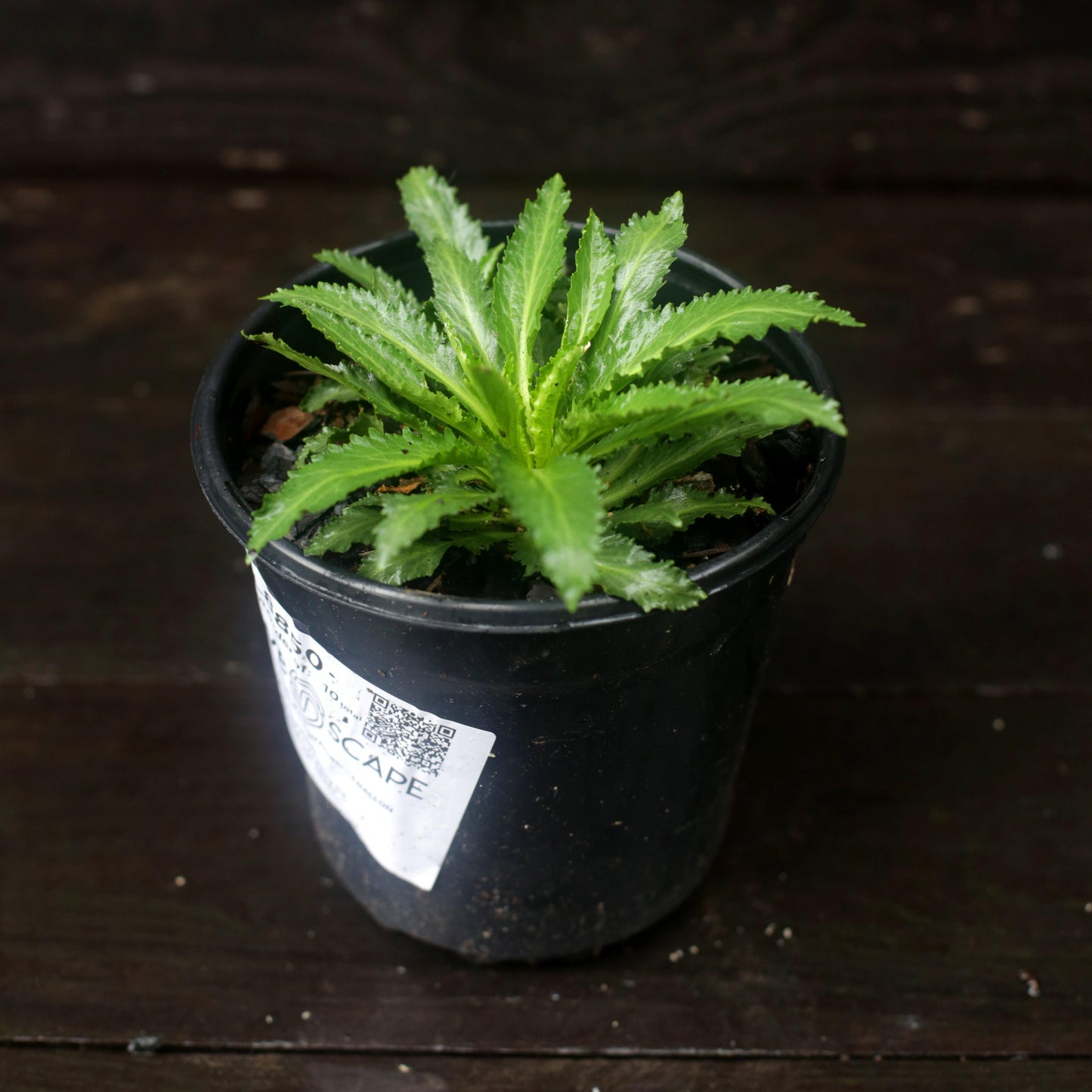 Lobelia cardinalis  - Cardinal Flower