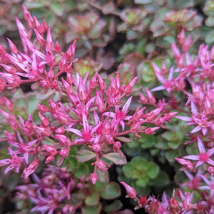 Sedum spurium 'Fuldaglut'  - Fuldaglut Stonecrop