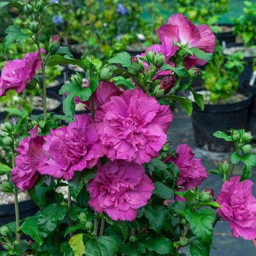 Hibiscus syriacus 'Rwoods5'  - Magenta Chiffon® Rose of Sharon